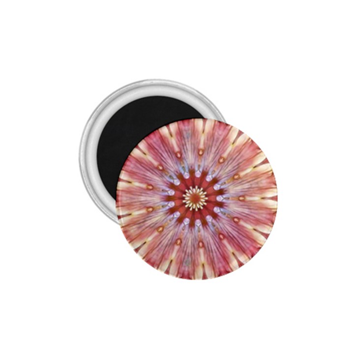 Pink Beauty 1 1.75  Magnets