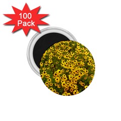 Daisy May 1 75  Magnets (100 Pack)  by LW323