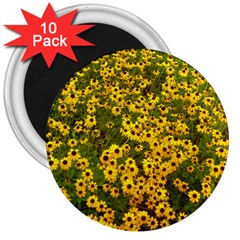 Daisy May 3  Magnets (10 Pack)  by LW323