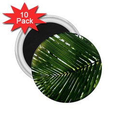 Relaxing Palms 2 25  Magnets (10 Pack)  by LW323