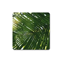 Relaxing Palms Square Magnet by LW323