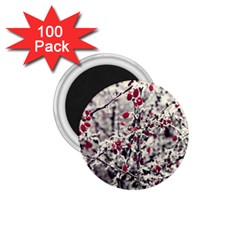 Berries In Winter, Fruits In Vintage Style Photography 1 75  Magnets (100 Pack) 