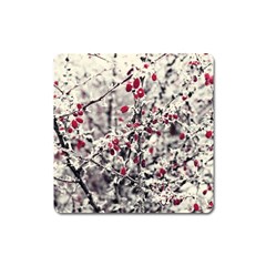 Berries In Winter, Fruits In Vintage Style Photography Square Magnet