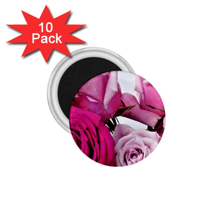 Magenta roses 1.75  Magnets (10 pack) 