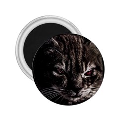 Creepy Kitten Portrait Photo Illustration 2 25  Magnets by dflcprintsclothing