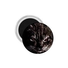 Creepy Kitten Portrait Photo Illustration 1 75  Magnets by dflcprintsclothing