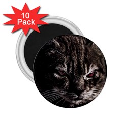 Creepy Kitten Portrait Photo Illustration 2 25  Magnets (10 Pack)  by dflcprintsclothing