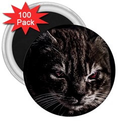 Creepy Kitten Portrait Photo Illustration 3  Magnets (100 Pack) by dflcprintsclothing