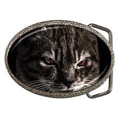 Creepy Kitten Portrait Photo Illustration Belt Buckles by dflcprintsclothing