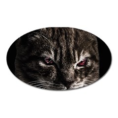 Creepy Kitten Portrait Photo Illustration Oval Magnet by dflcprintsclothing