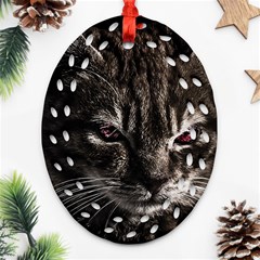 Creepy Kitten Portrait Photo Illustration Ornament (oval Filigree)