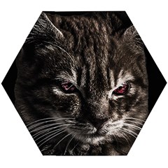 Creepy Kitten Portrait Photo Illustration Wooden Puzzle Hexagon by dflcprintsclothing