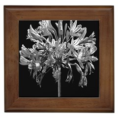 Black And White Lilies Botany Motif Print Framed Tile by dflcprintsclothing