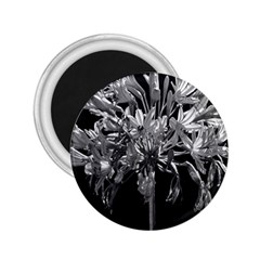 Black And White Lilies Botany Motif Print 2 25  Magnets