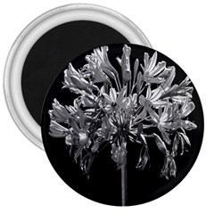 Black And White Lilies Botany Motif Print 3  Magnets by dflcprintsclothing