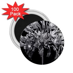 Black And White Lilies Botany Motif Print 2 25  Magnets (100 Pack)  by dflcprintsclothing