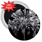 Black And White Lilies Botany Motif Print 3  Magnets (100 pack) Front