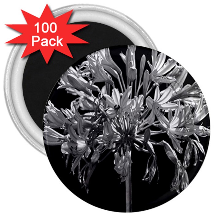 Black And White Lilies Botany Motif Print 3  Magnets (100 pack)