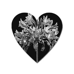 Black And White Lilies Botany Motif Print Heart Magnet by dflcprintsclothing