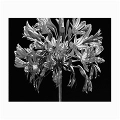 Black And White Lilies Botany Motif Print Small Glasses Cloth