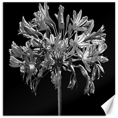 Black And White Lilies Botany Motif Print Canvas 20  X 20  by dflcprintsclothing