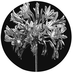 Black And White Lilies Botany Motif Print Wooden Bottle Opener (round) by dflcprintsclothing