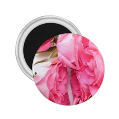 Scattered Magenta Roses 2 25  Magnets