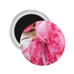 Scattered magenta roses 2.25  Magnets Front