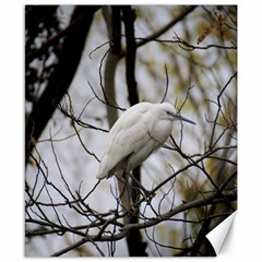 White Egret Canvas 8  X 10 