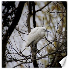 White Egret Canvas 20  X 20 