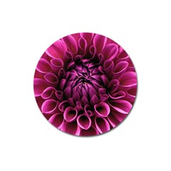 Dahlia-flower-purple-dahlia-petals Magnet 3  (round) by Sapixe