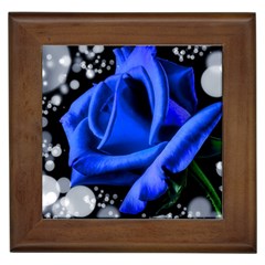 Blue-rose-rose-rose-bloom-blossom Framed Tile by Sapixe