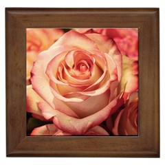 Roses-flowers-rose-bloom-petals Framed Tile