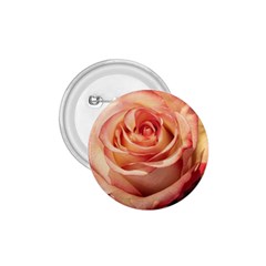 Roses-flowers-rose-bloom-petals 1.75  Buttons