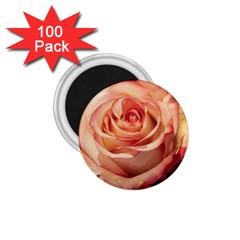 Roses-flowers-rose-bloom-petals 1.75  Magnets (100 pack) 