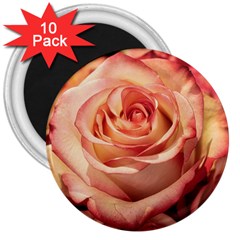 Roses-flowers-rose-bloom-petals 3  Magnets (10 pack) 