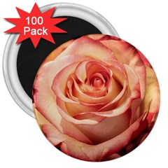 Roses-flowers-rose-bloom-petals 3  Magnets (100 Pack) by Sapixe