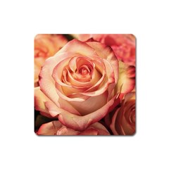 Roses-flowers-rose-bloom-petals Square Magnet