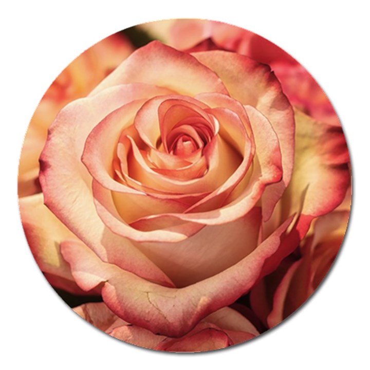 Roses-flowers-rose-bloom-petals Magnet 5  (Round)