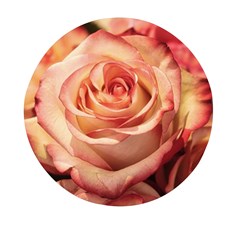 Roses-flowers-rose-bloom-petals Mini Round Pill Box (Pack of 3)