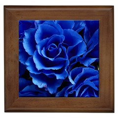 Roses-flowers-plant-romance Framed Tile by Sapixe