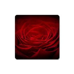 Rose-red-rose-red-flower-petals-waves-glow Square Magnet by Sapixe