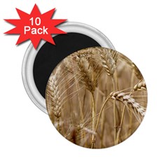 Wheat-field 2 25  Magnets (10 Pack)  by SomethingForEveryone