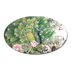 Peafowl Peacock Feather-beautiful Oval Magnet by Sudhe