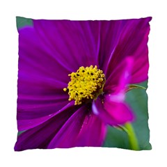 Purple Cosmos Cushion Case (two Sided)  by JeanKellyPhoto