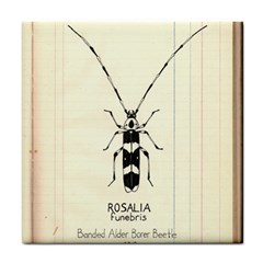 Banded Alder Borer  Tile Coaster by Limerence