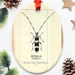 Banded Alder Borer  Ornament (oval) by Limerence