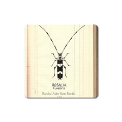 Banded Alder Borer  Square Magnet by Limerence