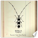 Banded Alder Borer  Canvas 16  x 16  15.2 x15.41  Canvas - 1