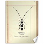 Banded Alder Borer  Canvas 18  x 24  17.8 x23.08  Canvas - 1